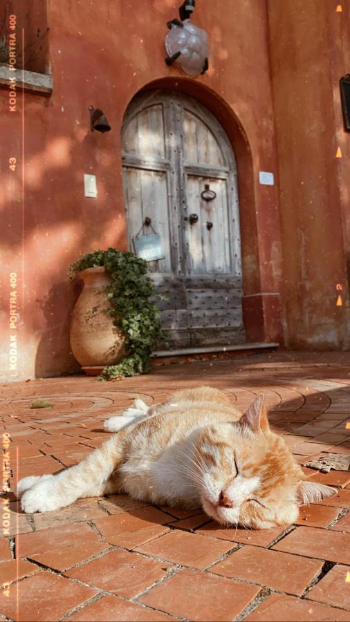 Domaine De Sainte Annette Bed and Breakfast Callian  Buitenkant foto